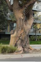 tree bark 0005